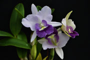 Laeliocattleya Final Blue (Ctt. Blue Dynasty × Cattleya walkeriana)