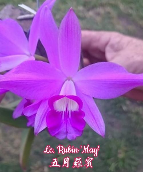 Cattleya Rubin 'May' (sincorana x purpurata)