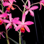 Carica l&#39;immagine nel visualizzatore Galleria, Cattleya violacea var semi alba x Brassavola Little Stars
