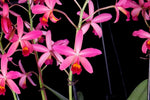 Carica l&#39;immagine nel visualizzatore Galleria, Cattlianthe Amaroo (Guarianthe bowringiana × Cattleya milleri)
