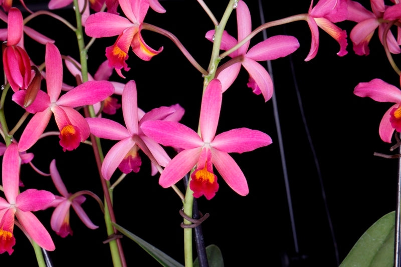 Cattlianthe Amaroo (Guarianthe bowringiana × Cattleya milleri)