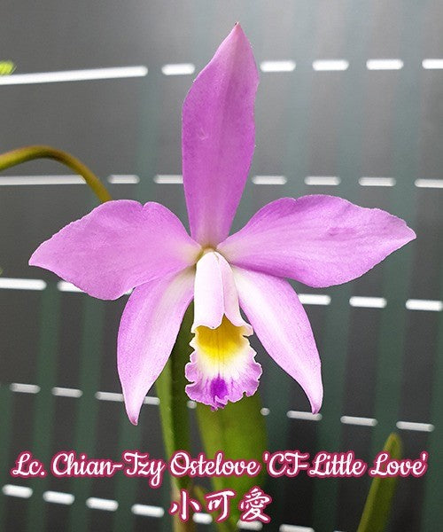 Laeliocattleya Chian-Tzy Ostelove 'CT-Little Love' 