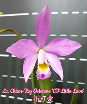Laeliocattleya Chian-Tzy Ostelove 'CT-Little Love' 