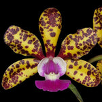 Carica l&#39;immagine nel visualizzatore Galleria, Cattleya Jungle Eyes (C. Jungle Elf × C. aclandiae)
