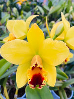 Load image into Gallery viewer, Luke. Tokyo Magic x Pot. Little Toshie