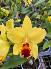 Luke. Tokyo Magic x Pot. Little Toshie