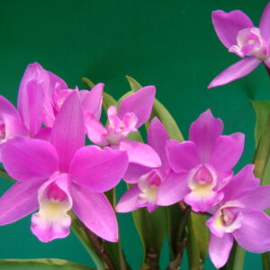 Lc. ‘CT-Kermes Beauty’