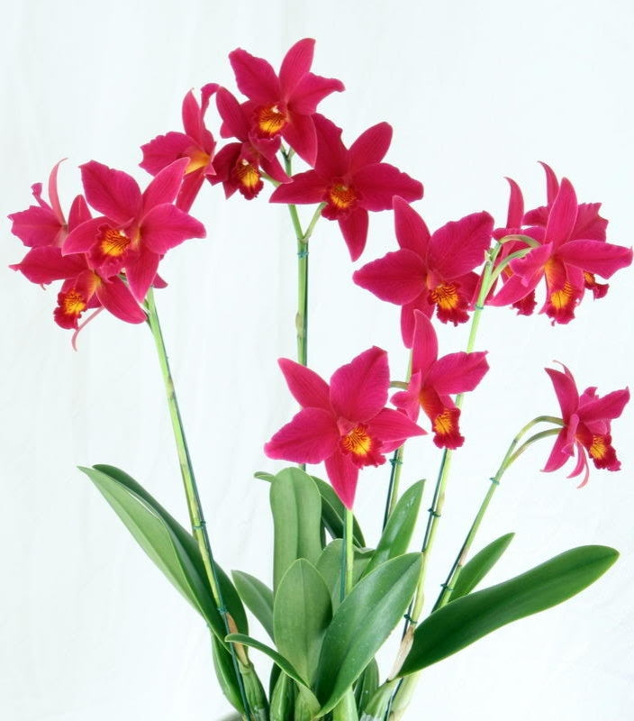 Sophrolaeliocattleya Hsin Buu Lady