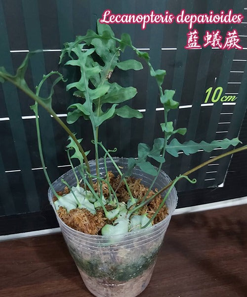 Lecanopteris deparioides