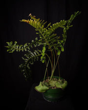 Lecanopteris mirabilis