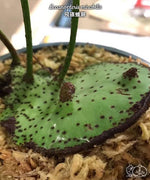 Load image into Gallery viewer, Lecanopteris mirabilis
