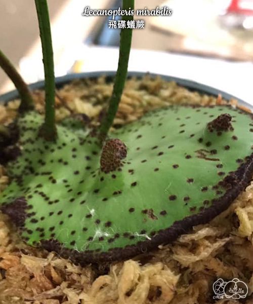 Lecanopteris mirabilis