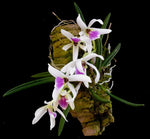 Carica l&#39;immagine nel visualizzatore Galleria, Leptotes bicolor
