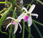 Carica l&#39;immagine nel visualizzatore Galleria, Leptotes bicolor
