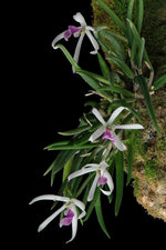 Carica l&#39;immagine nel visualizzatore Galleria, Leptotes bohnkiana
