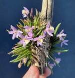 Load image into Gallery viewer, Leptotes harryphillipsii
