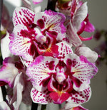 Carica l&#39;immagine nel visualizzatore Galleria, Phalaenopsis Lianher Happy Pearl - Peloric
