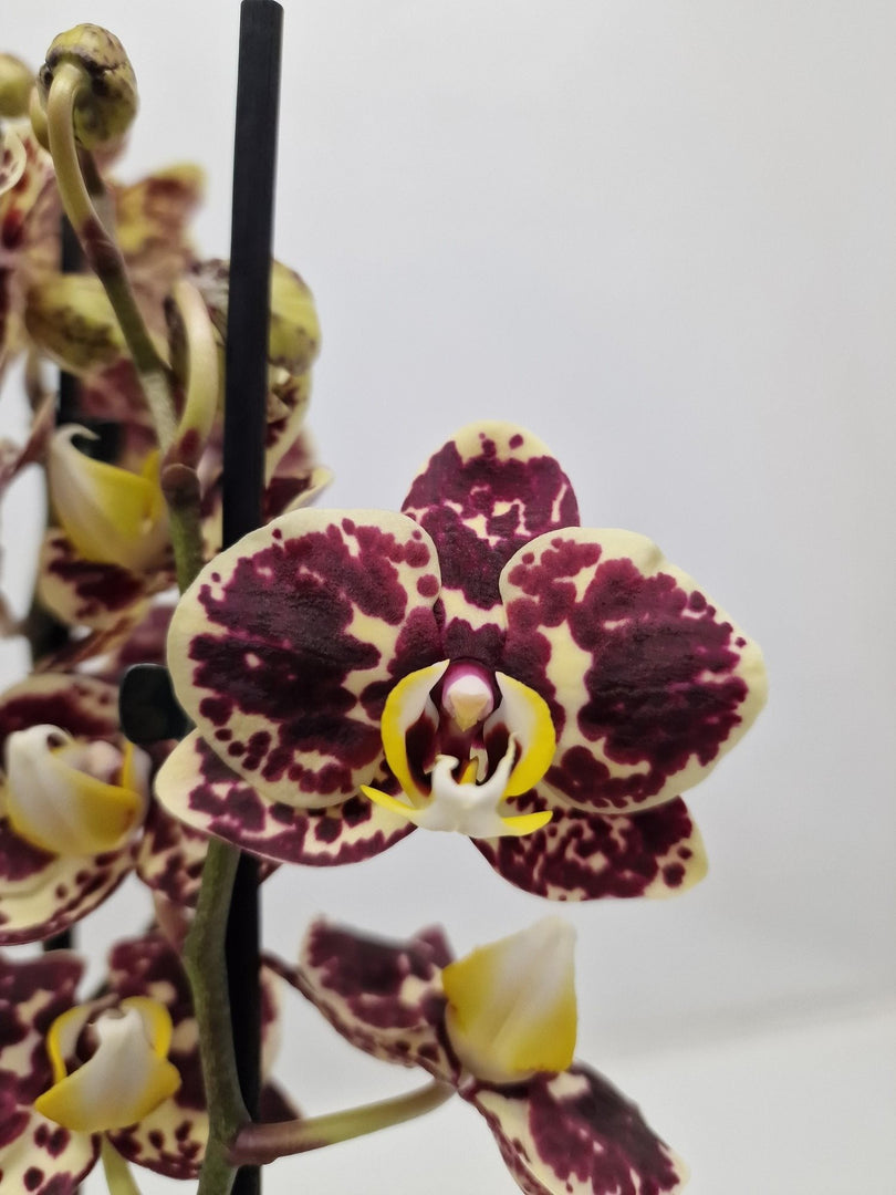 Phalaenopsis Jaguar