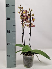 Phalaenopsis Jaguar