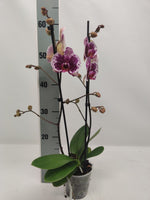 Carica l&#39;immagine nel visualizzatore Galleria, Phalaenopsis Sprinkle
