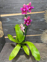 Carica l&#39;immagine nel visualizzatore Galleria, Phalaenopsis Sweet Memory &quot;Liodoro&quot; Peloric - 2 eyes
