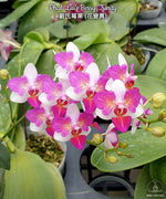 Load image into Gallery viewer, Phalaenopsis Liu&#39;s Berry &#39;Trinity&#39;
