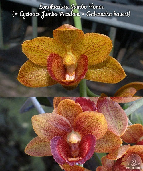 Longhueiara Jumbo Honor (= Cyclodes Jumbo Freedom × Galeandra baueri)