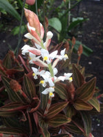 Carica l'immagine nel visualizzatore Galleria, Ludisia discolor