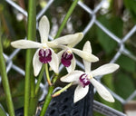 Carica l&#39;immagine nel visualizzatore Galleria, Vanda (Neofinetia) falcata x Luisia thailandica
