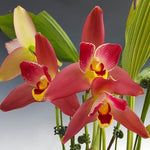 Load image into Gallery viewer, Lycaste Red Jewel