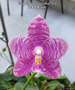 Carica l&#39;immagine nel visualizzatore Galleria, Phalaenopsis Lyndon Mix Zebra &#39;868&#39;
