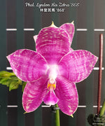 Carica l&#39;immagine nel visualizzatore Galleria, Phalaenopsis Lyndon Mix Zebra &#39;868&#39;

