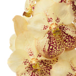 Load image into Gallery viewer, Vanda Yellow Henna
