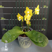 Phalaenopsis Joy Spring Canary 'Joy'