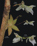 Load image into Gallery viewer, Macroclinium chasei
