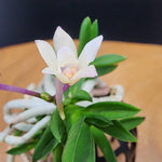 Load image into Gallery viewer, Neofinetia falcata 'Maehong' 매홍魅紅