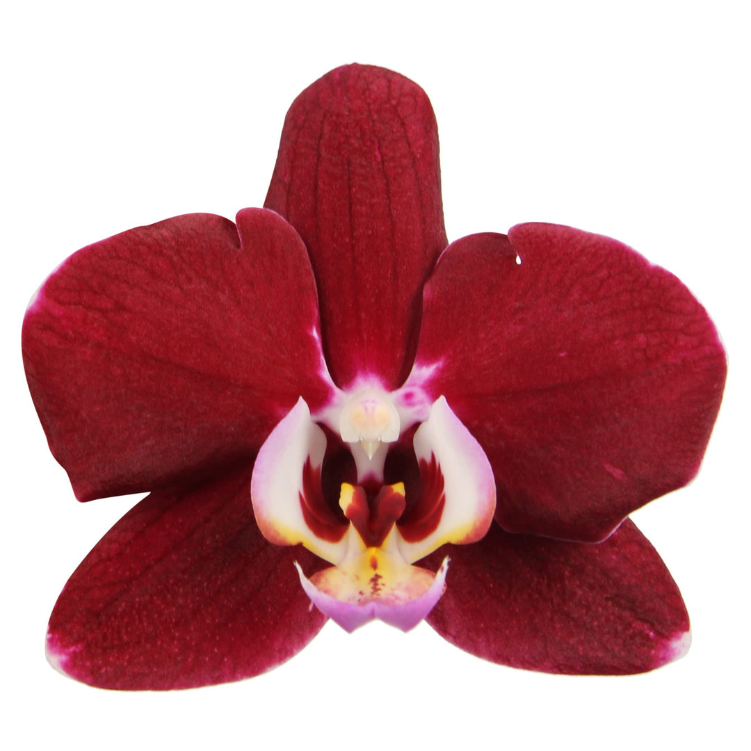 Phalaenopsis Magdalena