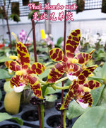 Carica l'immagine nel visualizzatore Galleria, Phalaenopsis Mambo (Phal. amboinensis x mannii)
