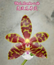 Phalaenopsis Mambo (Phal. amboinensis x mannii)