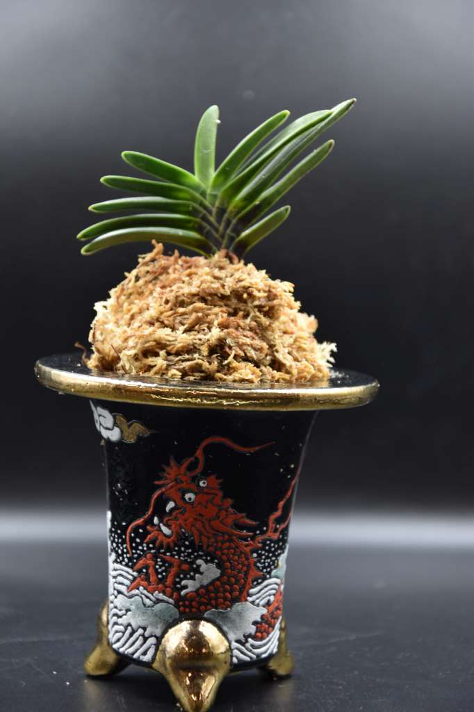 Neofinetia falcata 'Mameba' 豆葉