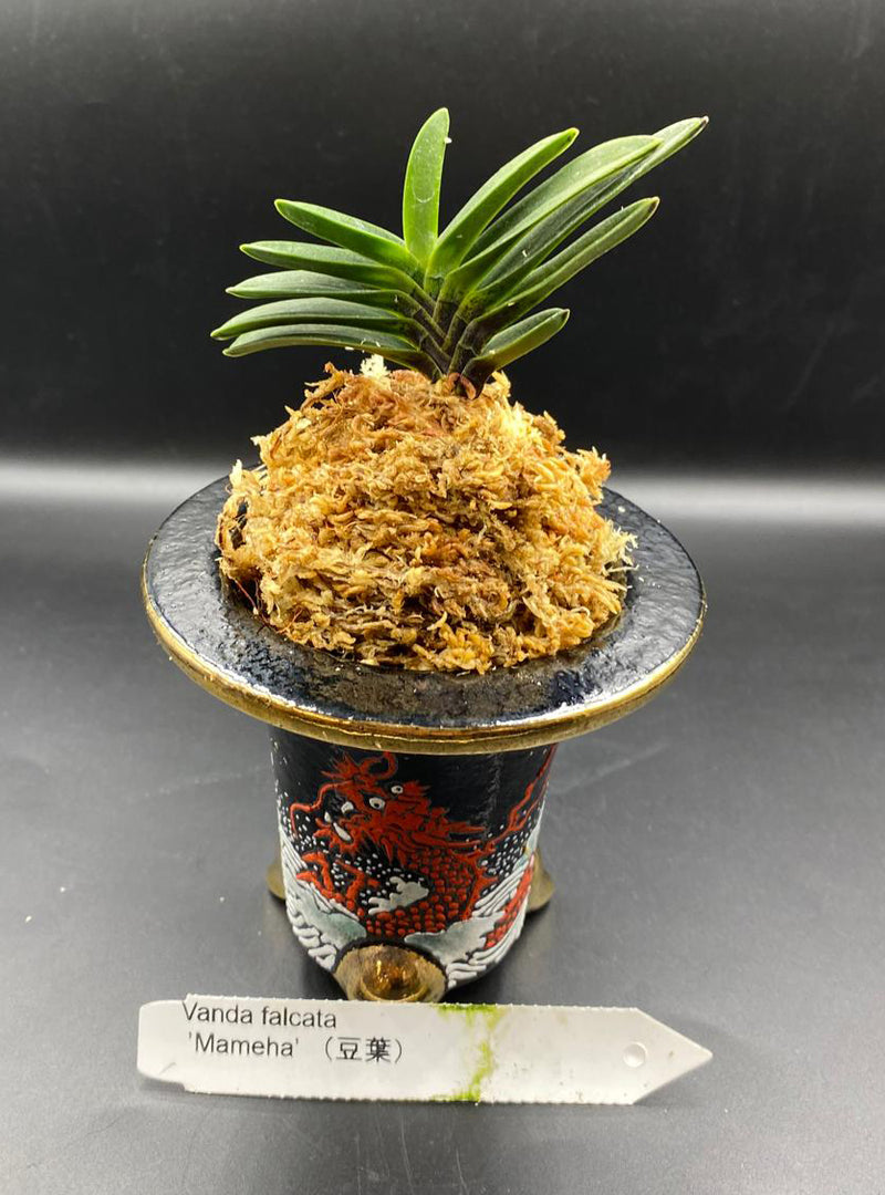 Neofinetia falcata 'Mameba' 豆葉