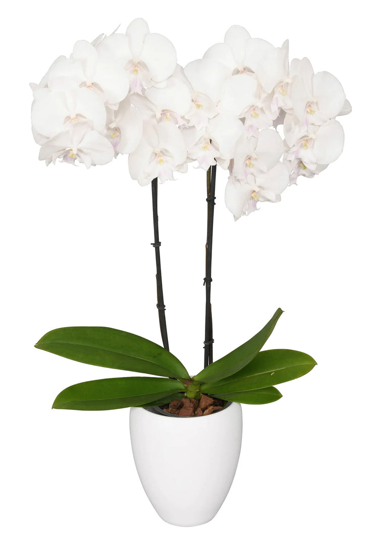 Phalaenopsis Manta Mindoro