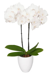 Phalaenopsis Manta Mindoro