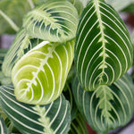 Load image into Gallery viewer, Maranta Leuconeura &#39;Lemon Lime&#39;

