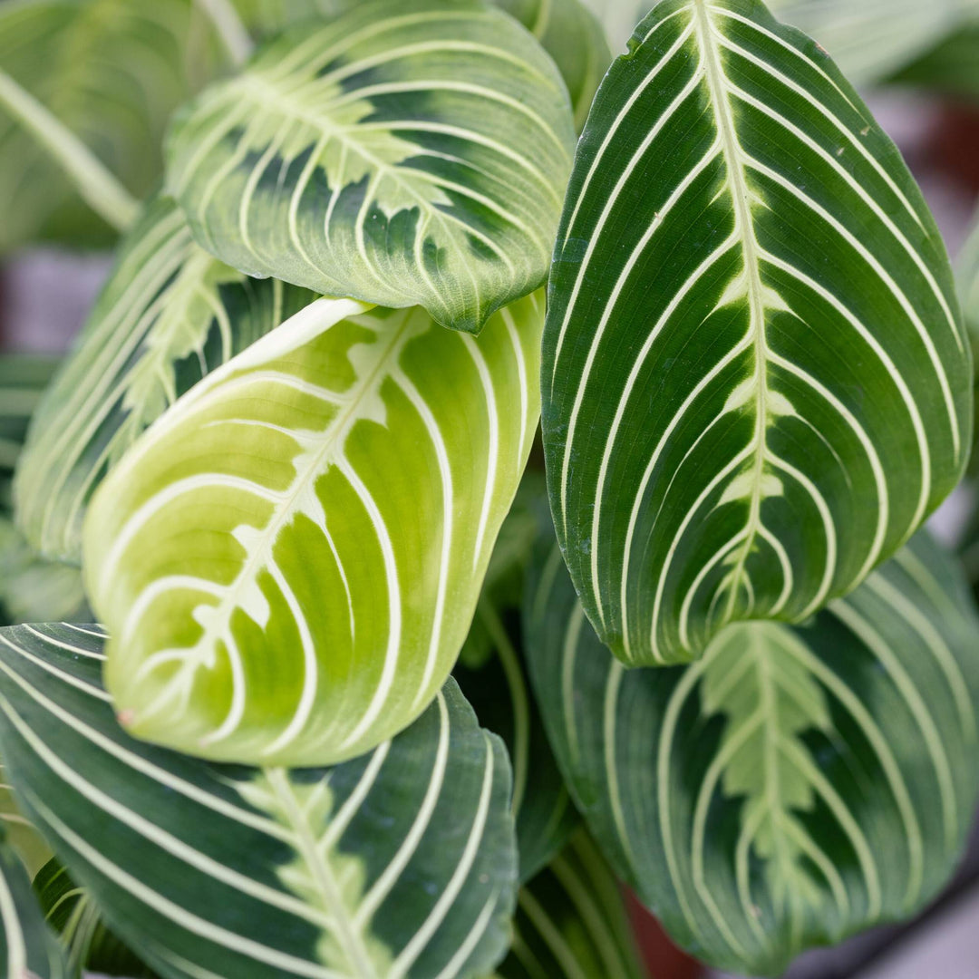 Maranta Leuconeura 'Lemon Lime'