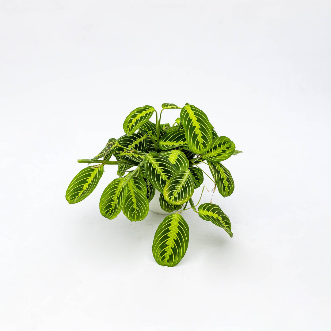 Maranta Leuconeura 'Lemon Lime'