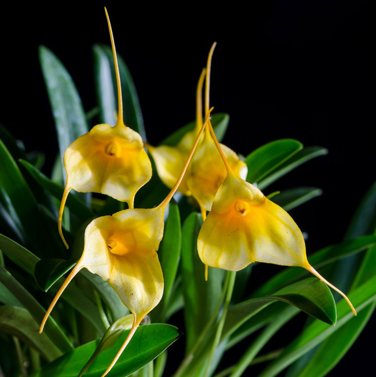 Masdevallia ibrida giallo-bianco