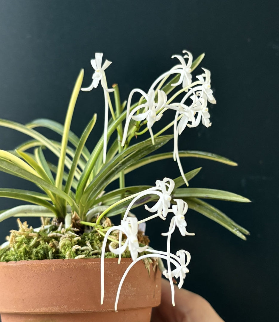 Neofinetia falcata 'Matsushimanishiki’ 松島錦