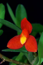 Load image into Gallery viewer, Maxillaria sophronitis