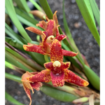 Carica l'immagine nel visualizzatore Galleria, Maxillaria tenuifolia x sanguinea